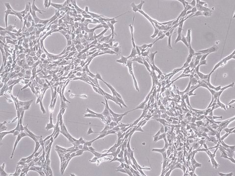 YUMM3.3 Mouse Melanoma Cell Line