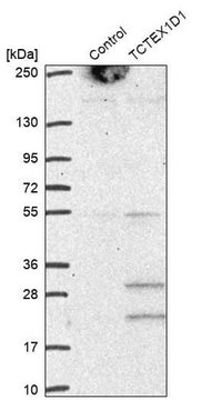 Anti-TCTEX1D1 antibody produced in rabbit Prestige Antibodies&#174; Powered by Atlas Antibodies, affinity isolated antibody, buffered aqueous glycerol solution