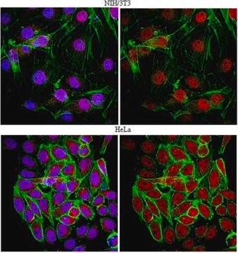 Anti-FoxP1 Antibody serum, from rabbit