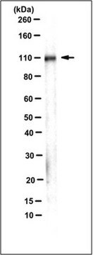 Integrin&nbsp;Beta1, Klon&nbsp;AIIB2 (azidfrei)-Antikörper clone AIIB2, 1&#160;mg/mL, from rat