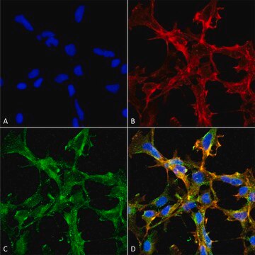 Monoclonal Anti-Citrulline antibody produced in mouse clone 2D3.1