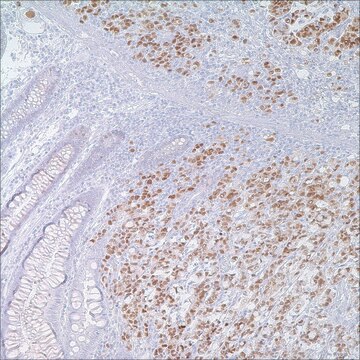 p53 (DO7) Mouse Monoclonal Antibody