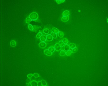 Anti-MDM2 (Ab-5) Mouse mAb (4B2C1.11) liquid, clone 4B2C1.11, Calbiochem&#174;