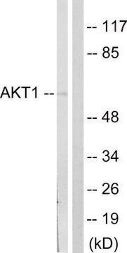 Anti-AKT antibody produced in rabbit affinity isolated antibody