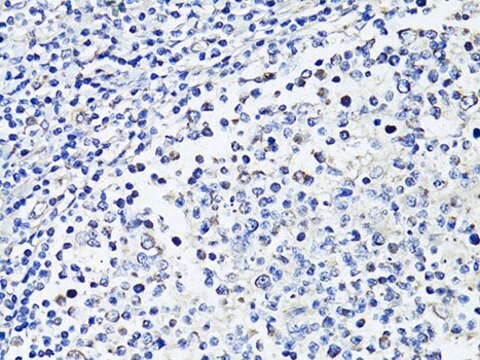 Anti-CD86 antibody produced in rabbit