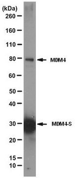 Anti-MDM4 Antibody, clone 7A8 clone 7A8, from mouse