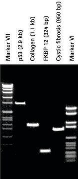 Pwo DNA Polymerase