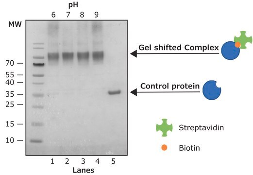 Enzymatic Protein Biotinylation Kit for biotinylation of up to 20 mg target protein