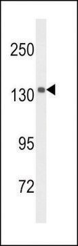 ANTI-UTY(C-TERMINAL) antibody produced in rabbit affinity isolated antibody, buffered aqueous solution