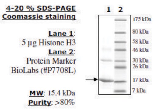 Histone H3 full length human recombinant, expressed in E. coli, &#8805;80% (SDS-PAGE)