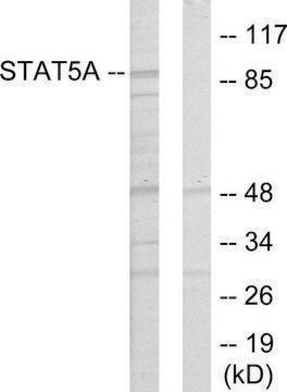 Anti-STAT5A antibody produced in rabbit affinity isolated antibody