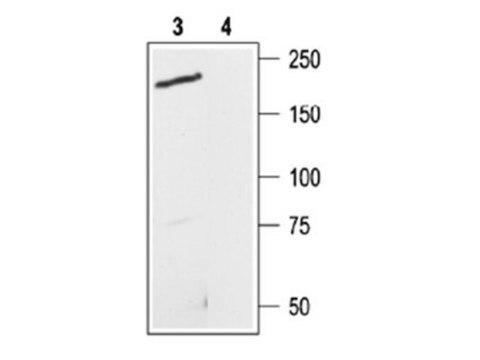 Anti-Transienter Rezeptorpotential-Kationenkanal&nbsp;7-Antikörper Chemicon&#174;, from rabbit