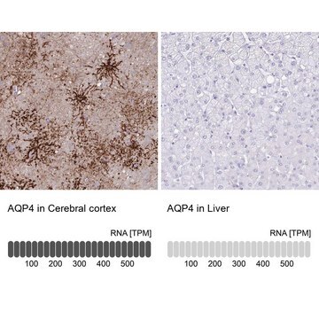 Anti-AQP4 in Kaninchen hergestellte Antikörper Prestige Antibodies&#174; Powered by Atlas Antibodies, affinity isolated antibody, buffered aqueous glycerol solution