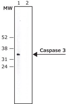 Anti-Caspase 3 antibody produced in rabbit IgG fraction of antiserum, buffered aqueous solution