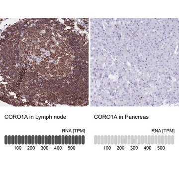 Anti-CORO1A antibody produced in rabbit Prestige Antibodies&#174; Powered by Atlas Antibodies, affinity isolated antibody, buffered aqueous glycerol solution