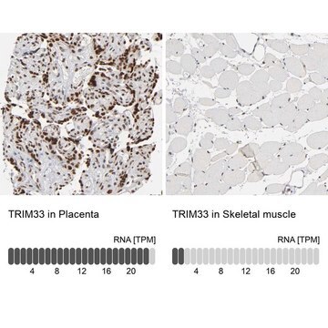 Anti-TRIM33 antibody produced in rabbit Prestige Antibodies&#174; Powered by Atlas Antibodies, affinity isolated antibody, buffered aqueous glycerol solution