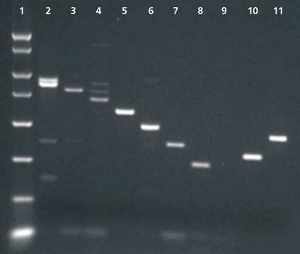 Enhanced Avian Reverse Transcriptase [eAMV&#8482; RT] For reverse transcription at higher temperatures &amp; rare mRNAs