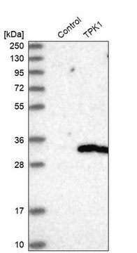 Anti-TPK1 antibody produced in rabbit Prestige Antibodies&#174; Powered by Atlas Antibodies, affinity isolated antibody, buffered aqueous glycerol solution, Ab1