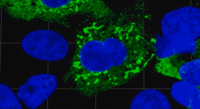 Anti-SARS-CoV-1/2 NP Antibody, clone 1C7C7 ZooMAb&#174; Mouse Monoclonal recombinant, expressed in HEK 293 cells