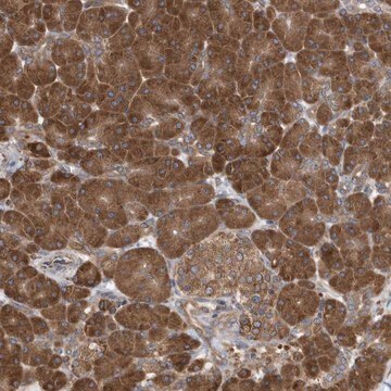 Anti-VAMP7 antibody produced in rabbit Prestige Antibodies&#174; Powered by Atlas Antibodies, affinity isolated antibody, buffered aqueous glycerol solution