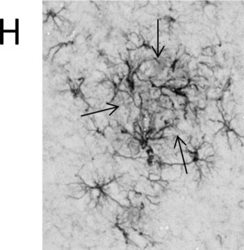 Monoclonal Anti-Glial Fibrillary Acidic Protein (GFAP) antibody produced in mouse clone G-A-5, ascites fluid