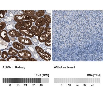 Anti-ASPA antibody produced in rabbit Prestige Antibodies&#174; Powered by Atlas Antibodies, affinity isolated antibody, buffered aqueous glycerol solution, Ab1