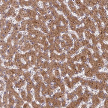 Anti-G6PC antibody produced in rabbit Prestige Antibodies&#174; Powered by Atlas Antibodies, affinity isolated antibody, buffered aqueous glycerol solution