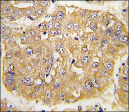 Anti-IGFBP3 (N-term) antibody produced in rabbit IgG fraction of antiserum, buffered aqueous solution