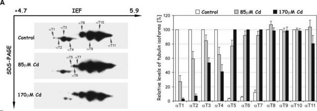 Monoklonaler Anti-Tubulin-Antikörper, Tyrosin in Maus hergestellte Antikörper clone TUB-1A2, ascites fluid