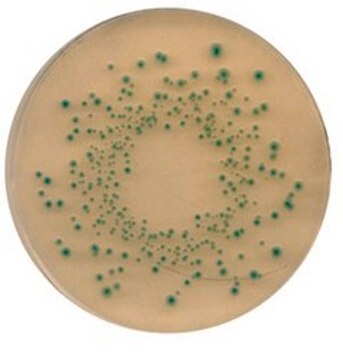 TBX Agar NutriSelect&#174; Plus, suitable for microbiology