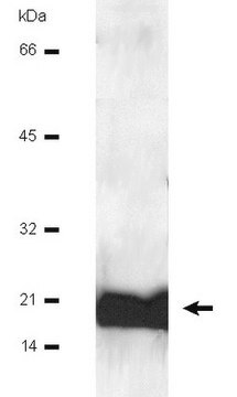 Anti-Calmodulin-Antikörper Upstate&#174;, from mouse