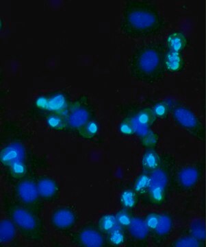 Anti-phospho-Histone H3 (pSer10) antibody produced in rabbit IgG fraction of antiserum, buffered aqueous solution