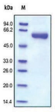 MMP-9 human recombinant, expressed in HEK 293 cells, &#8805;95% (SDS-PAGE)