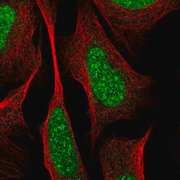 Anti-RREB1 antibody produced in rabbit Prestige Antibodies&#174; Powered by Atlas Antibodies, affinity isolated antibody