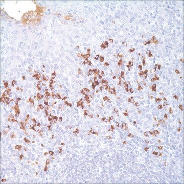 IgD Rabbit Polyclonal Antibody