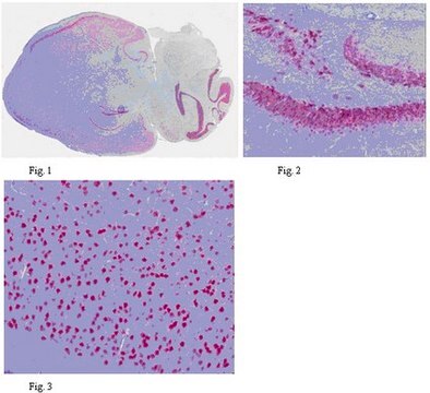 Anti-NeuN Antibody from chicken, purified by affinity chromatography