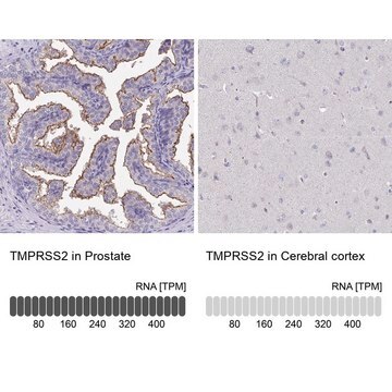 Anti-TMPRSS2 antibody produced in rabbit Prestige Antibodies&#174; Powered by Atlas Antibodies, affinity isolated antibody, buffered aqueous glycerol solution