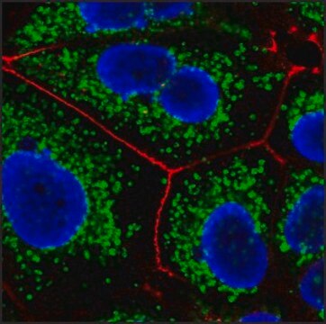 Anti-Mouse IgG2b (&#947;2b), CF&#8482;647 antibody produced in goat ~2&#160;mg/mL, affinity isolated antibody, buffered aqueous solution