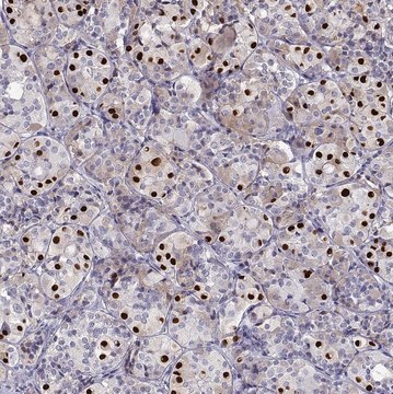 Anti-TBX19 antibody produced in rabbit Prestige Antibodies&#174; Powered by Atlas Antibodies, affinity isolated antibody