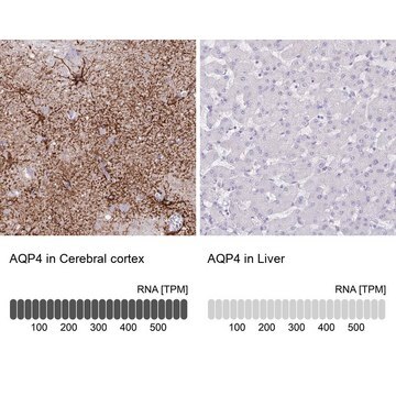 Monoclonal Anti-AQP4 antibody produced in mouse Prestige Antibodies&#174; Powered by Atlas Antibodies, clone CL0178, purified immunoglobulin, buffered aqueous glycerol solution