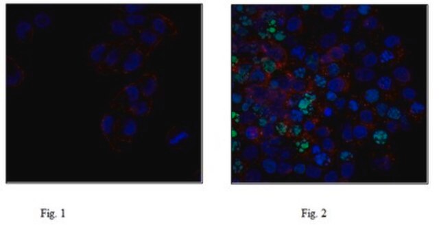 Anti-phospho Histone H2A.X (Ser139), clone JBW301, Alexa Fluor&#8482; 488 Conjugate Antibody clone JBW301, from mouse, ALEXA FLUOR&#8482; 488