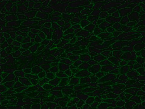 Anti-Dystrophin antibody, Mouse monoclonal clone MANDYS8, purified from hybridoma cell culture