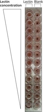 Lectin ausBandeiraea simplicifolia (Griffonia simplicifolia) Isolectin B4 (BSI-B4), lyophilized powder