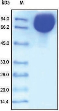 ICAM1/CD54 human recombinant, expressed in HEK 293 cells, &#8805;98% (SDS-PAGE)