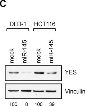 Monoklonaler Anti-Vinculin-Antikörper in Maus hergestellte Antikörper clone hVIN-1, ascites fluid