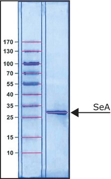 Staphylococcal enterotoxin A from Staphylococcus aureus