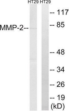 Anti-MMP-2 antibody produced in rabbit affinity isolated antibody