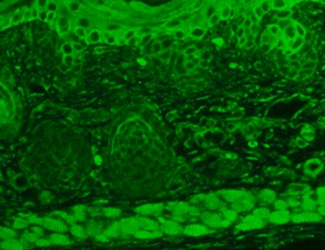 Monoclonal Anti-TRPC7 antibody produced in mouse clone S64A-36, 1&#160;mg/mL, purified immunoglobulin