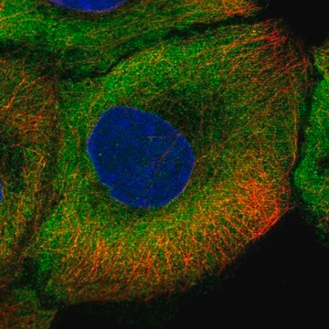 Anti-NOS1 antibody produced in rabbit Prestige Antibodies&#174; Powered by Atlas Antibodies, affinity isolated antibody