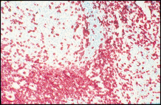 Monoclonal Anti-CD3 antibody produced in mouse clone UCHT-1, purified immunoglobulin, buffered aqueous solution